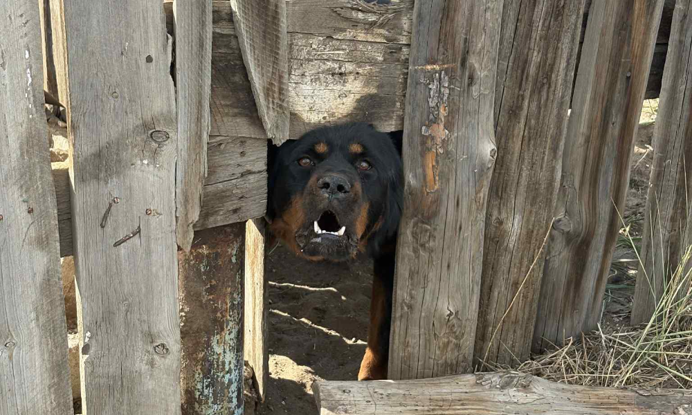 ТЭЖЭЭВЭР НОХОЙТОЙ ИРГЭДЭД САНУУЛГА, ЗӨВЛӨМЖ ӨГЧ АЖИЛАЛАА